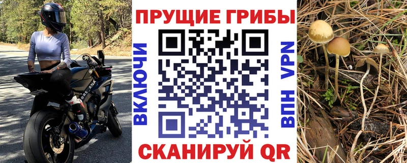 Галлюциногенные грибы Psilocybine cubensis  Реутов 